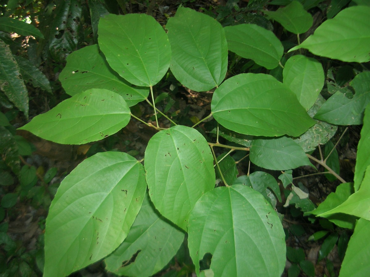 Mallotus philippensis (Lam.) Müll.Arg.